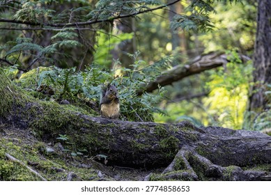 Douglas squirrel eating a nut while perched on a mossy log at Minnekhada Regional Park in Coquitlam Canada