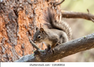 A Douglas Squirrel looks down from a tree branch at Betasso Preserve west of Boulder, Colorado.