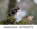 Douglas squirrel on a tree stump in Puyallup, Washington.