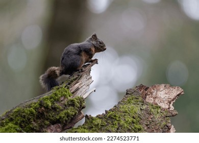 Douglas squirrel on a tree stump in Puyallup, Washington.