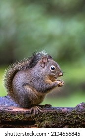 Douglas Squirrel standing on a log eating a peanut.