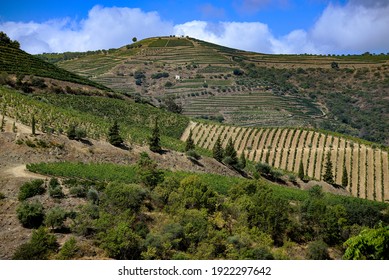 Douro DOC, North Of Portugal