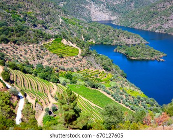 Douro valey, the internationally recognized wine-producing region