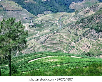 Douro valey, the internationally recognized wine-producing region