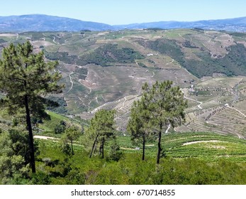 Douro valey, the internationally recognized wine-producing region
