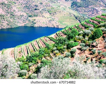 Douro valey, the internationally recognized wine-producing region