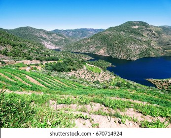 Douro valey, the internationally recognized wine-producing region