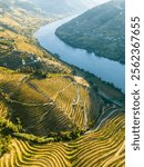 Douro Valley and Douro River. Vineyards and Green Terraces on Sunny Morning. Portugal. Aerial High Angle Drone Shot. Moving Forward.