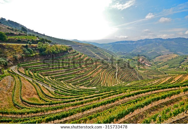 Douro Valley Vineyards Near Duero River Stock Photo (Edit Now) 315733478