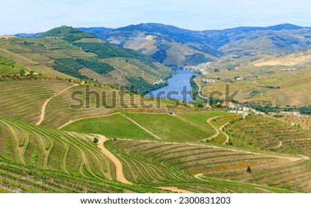 Douro vally, Vineyard terrace in Portugal Stock photo © 