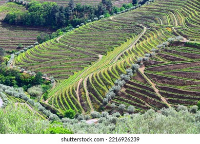 Douro Vineyards. Portugal Vineyard Rural Landscape. Alto Douro DOC Wine Making Landscape.