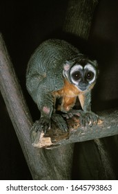 DOUROUCOULI OR OWL MONKEY Aotus Trivirgatus, ADULT  