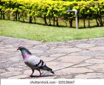 dove
