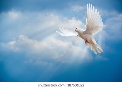 Dove in the air with wings wide open in-front of the sun