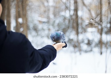 A dove with beautiful plumage sits on the palm of a man and pecks bird food, silhouette of a flying tit in blur, feeding birds in the forest in winter, ecology of parks, beak of a dove, bokeh effect  - Powered by Shutterstock