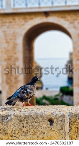 A dove with a beautiful view between the cliffs of Polignano A Mare, Italy, and the adriatic sea in the beackground