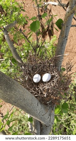 Dove bird nest and eggs 