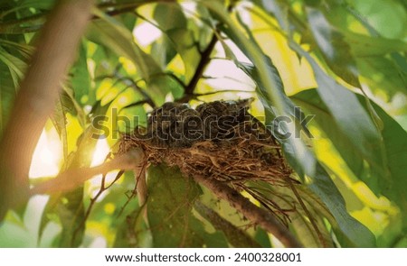 dove bird nest in the mango tree