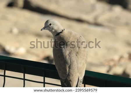 dove bird outdoor fence plumage grey ambient agriculture bird pigeons 