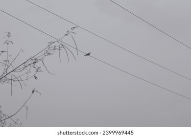 A dove bird sitting on electric wire. - Powered by Shutterstock