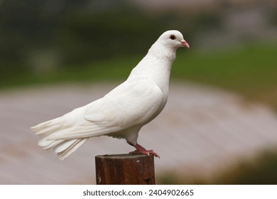 Dove Bird, White Dove standing on a tree trunk - Powered by Shutterstock