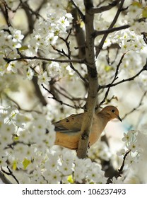 Dove In A Blossoming Cherry Tree Traverse City Michigan USA