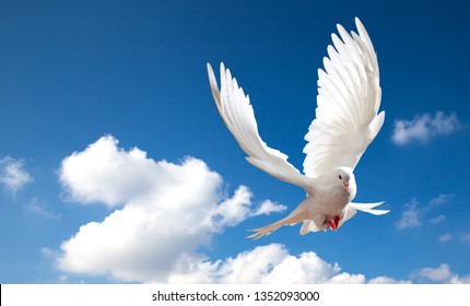 60,073 Dove Of Peace Stock Photos, Images & Photography | Shutterstock