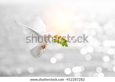 Dove carrying leaf branch and international day of peace 2017.World Water Day  ,Pray for Ukraine and No war concept