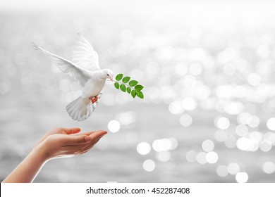 Dove Carrying Leaf Branch Out Of Two Hand.Freedom Concept And International Day Of Peace 2017.World Water Day 