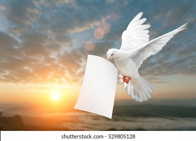 Dove carrying White Paper and Clipping path on Sunset Mountain  Background