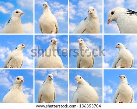 Similar – Foto Bild coolejungs Meer Möwe rau