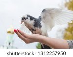 The dove eats from hand 