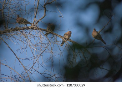 Dove Eurasian Collared 
