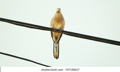 Dove Flies To Catch Fire.