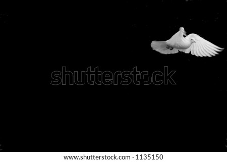 dove in flight