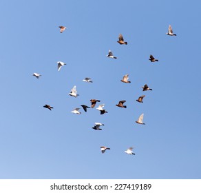 Dove in flight against blue sky - Shutterstock ID 227419189