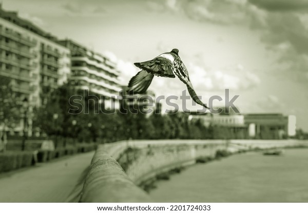 Dove flying away along\
the riverside