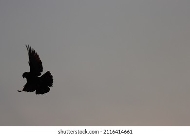 Dove Flying In Blue Sky