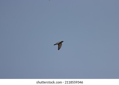 Dove Flying In Blue Sky