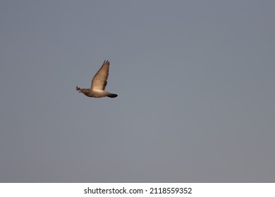 Dove Flying In Blue Sky