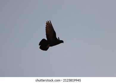 Dove Flying In Blue Sky