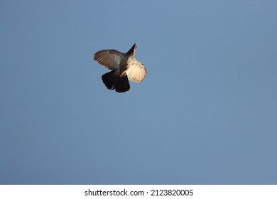 Dove Flying In Blue Sky