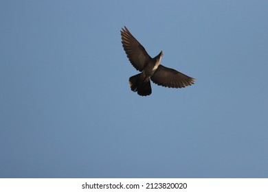 Dove Flying In Blue Sky