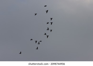 Dove Flying In Cloudy Sky