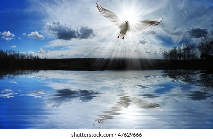 Dove Flying In Front Of The Sun