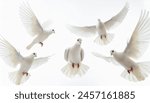  dove flying on white background
