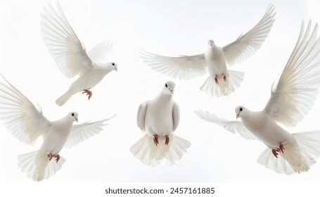  dove flying on white background