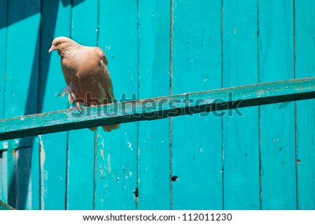 dove gray red tired of sitting sleeping on a wooden perch on the background of bright blue walls loft