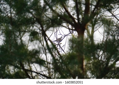 Dove Hanging In The Wallnut Tree