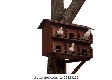 Dove house on the tree isolated in white background